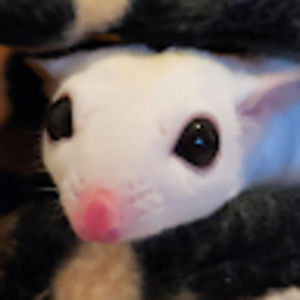 Meet your Posher, Milkam